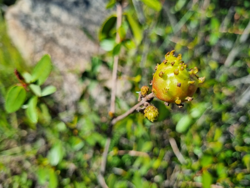 Aprostocetus colliguayae