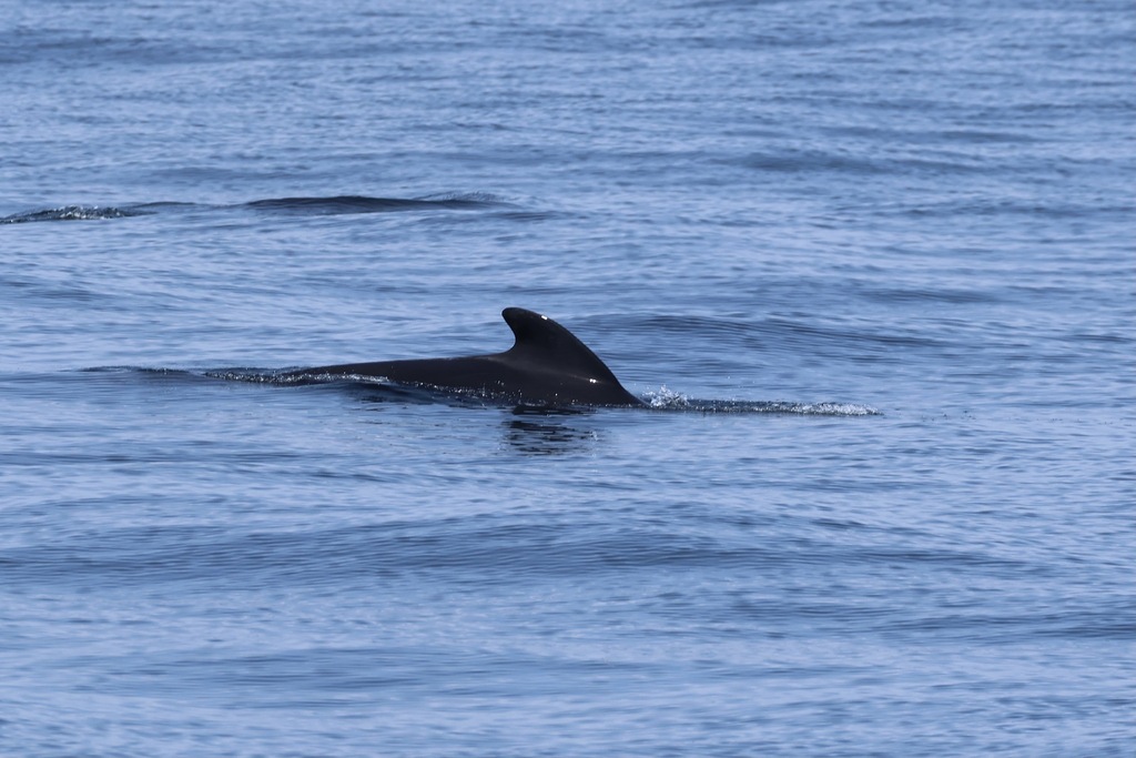 Dorsal fin of a long-finned pilot whale at the surface