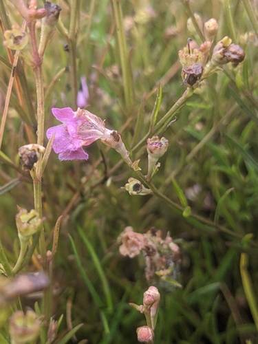 Image of Agalinis maritima by (c) Alina Martin, some rights reserved (CC BY)