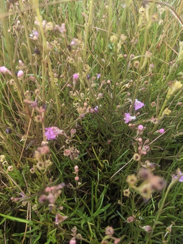 Image of Agalinis maritima by (c) Alina Martin, some rights reserved (CC BY)