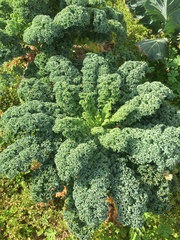 Brassica oleracea acephala