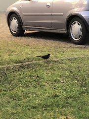Turdus merula