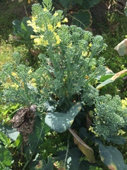 Brassica oleracea italica