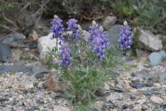 Lupinus austrorientalis