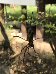 Trichonephila antipodiana