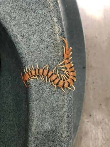 Photo of Red-headed Centipede (Scolopendra morsitans)