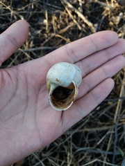 Helix pomatia