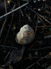 Helix pomatia