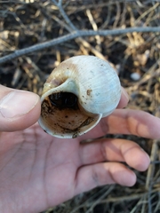 Helix pomatia