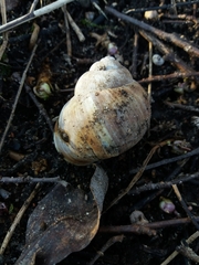 Helix pomatia
