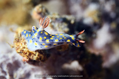 Hypselodoris infucata