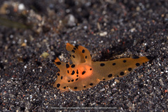 Thecacera