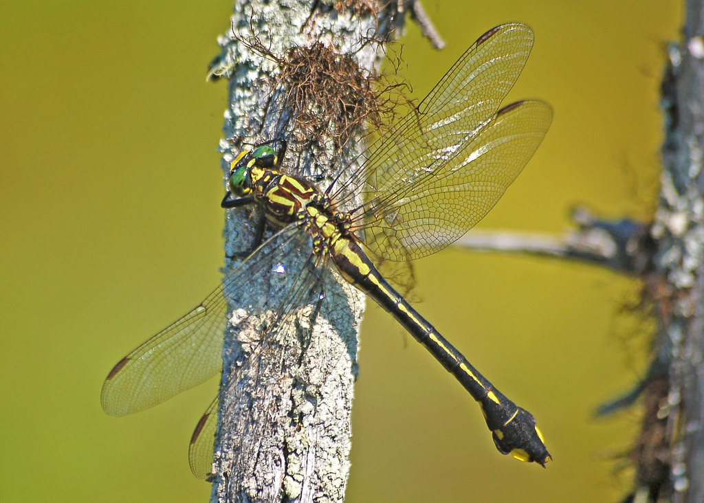 Cobra Clubtail