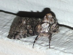 Abrostola microvalis