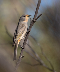 Red-Lored Whistler photo 4