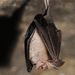 Horseshoe Bats - Photo (c) Ján Svetlík, some rights reserved (CC BY-NC-ND)