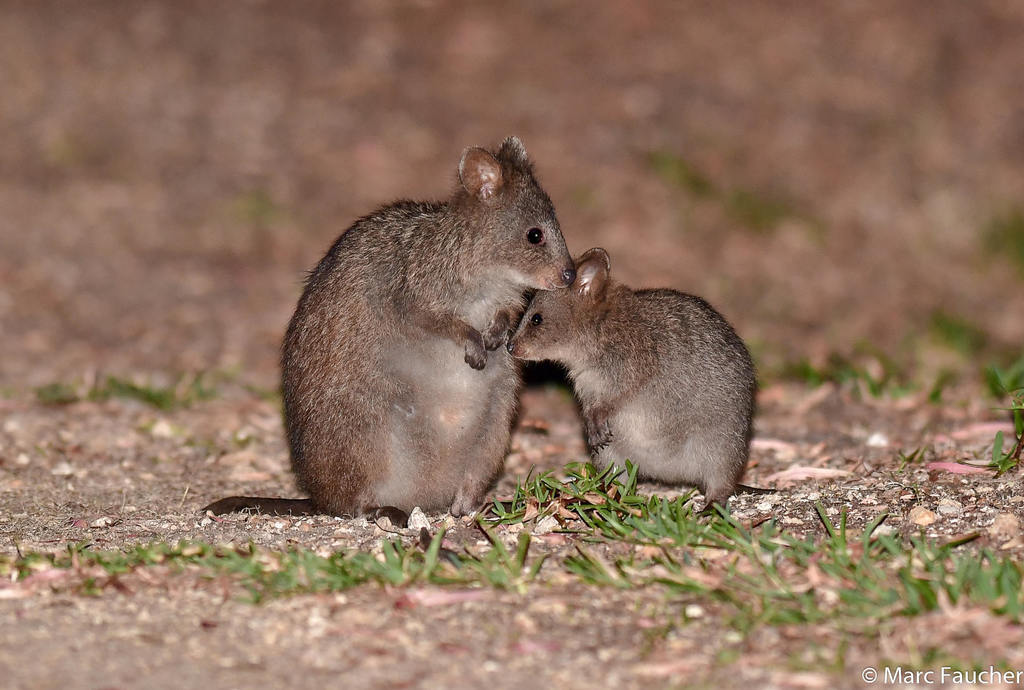 Quokkas