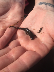 Notophthalmus meridionalis