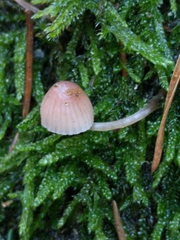 Mycena rubromarginata