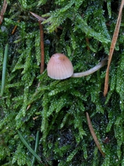 Mycena rubromarginata