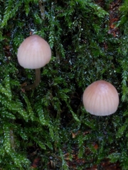 Mycena rubromarginata