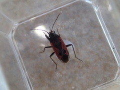 Rhyparochromus