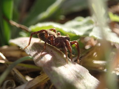 Alopecosa albofasciata