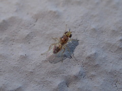 Elachiptera bimaculata