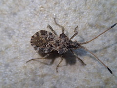 Centrocoris