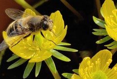 Eristalis tenax