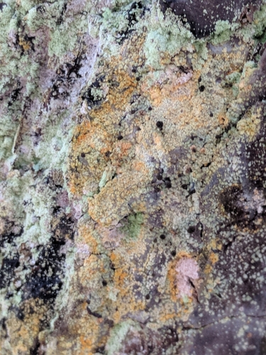 Chaenotheca ferruginea image