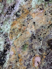 Chaenotheca ferruginea image