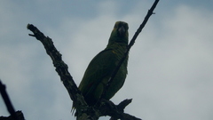 Amazona aestiva