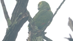Amazona aestiva