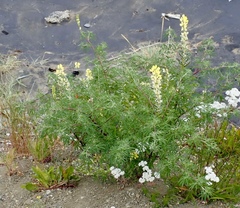 Lupinus arboreus