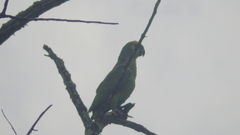 Amazona aestiva