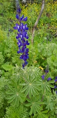 Lupinus pilosus