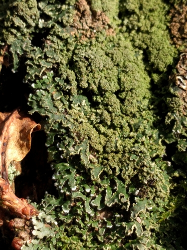 Crescent Frost Lichen