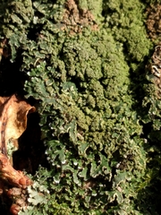 Physconia perisidiosa image