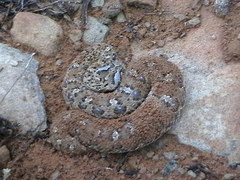 Bitis caudalis
