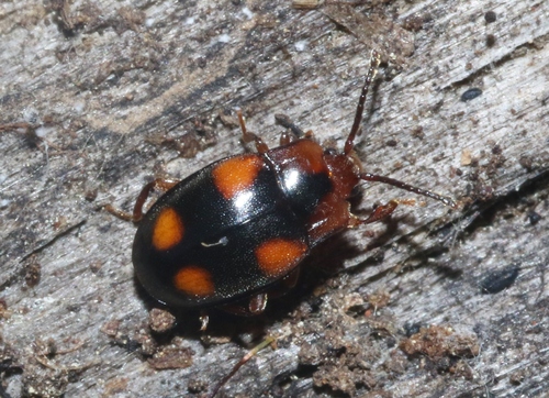iNaturalist observation photo of Mycetina hornii