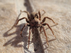 Alopecosa albofasciata