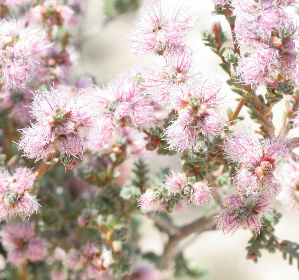 Verticordia elizabethiae