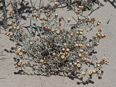 Helichrysum cochleariforme