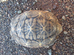 Psammobates tentorius verroxii