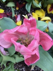 Tulipa