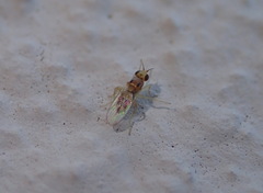 Elachiptera bimaculata
