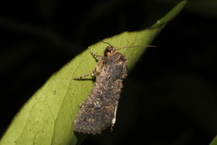 Condicinae