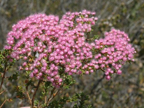 Verticordia brownii, 2006-11-13