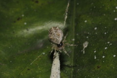 Cyclosa diversa